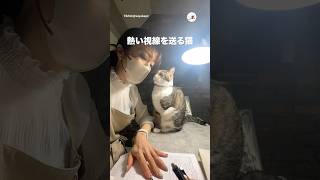3本足の猫さんの熱視線｜PECO - YouTube