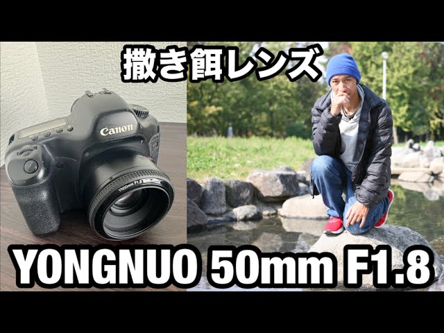 撒き餌レンズ】YONGNUO 50mm F1.8 レビュー - YouTube