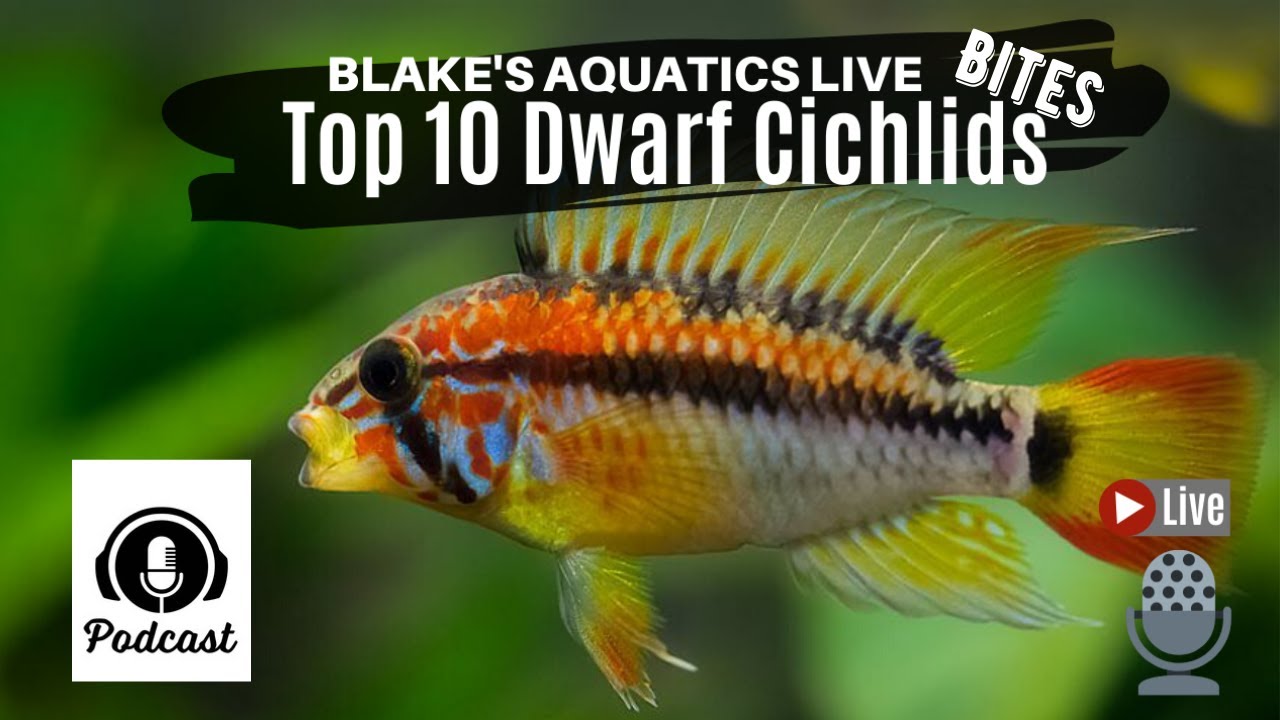 Episode 1 Dwarf Cichlids - Blakes Aquatics Live Bites - YouTube