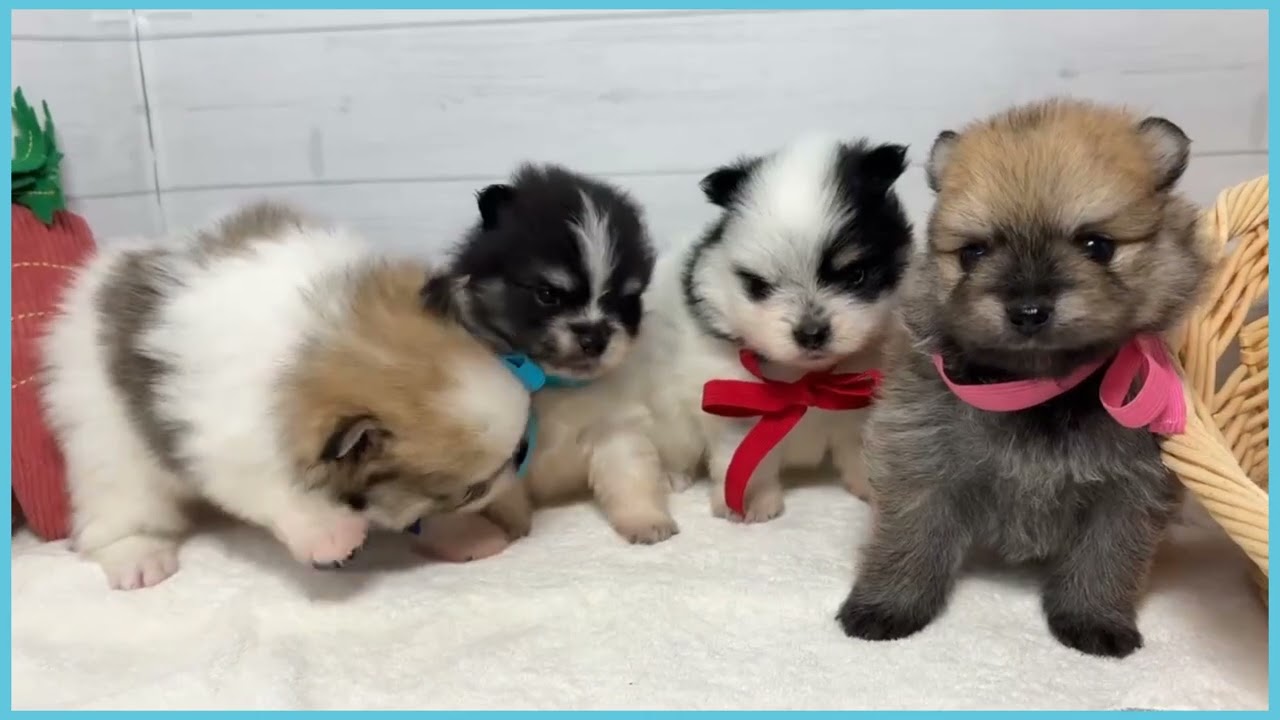 748303 ポメラニアン - YouTube