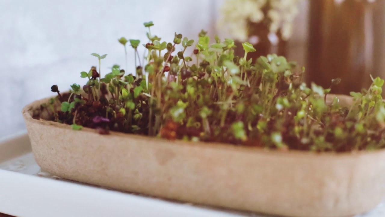 Summer Gardening Collection: 12 Kit Bundle (Herbs, Veggies