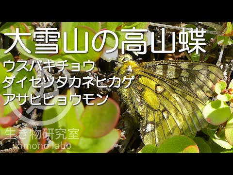 大雪山の高山蝶】ウスバキチョウ・ダイセツタカネヒカゲ・アサヒ