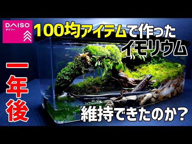 100均【イモリウム】が立ち上げから1年経過！/小さなケースで飼育や