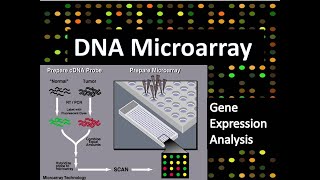 洋書】DNA MIcroarrays and Gene Expression 洋書】DNA MIcroarrays