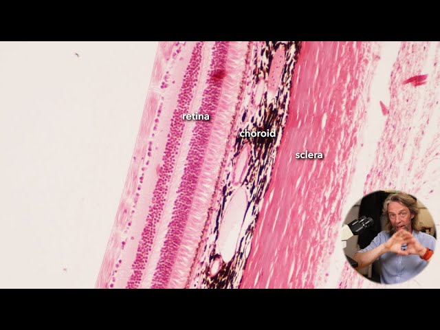 Histology of the eye (part 2) - YouTube