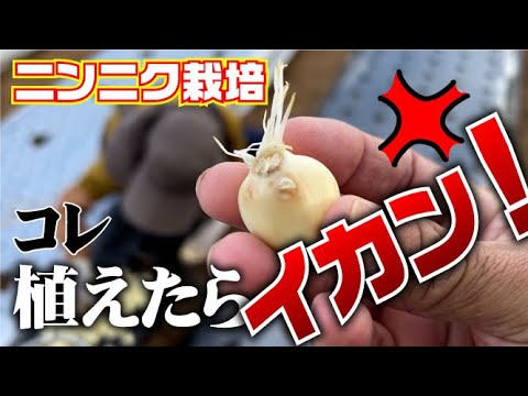 これで失敗激減】選別したニンニクを定植する【ニンニク栽培】【無農薬