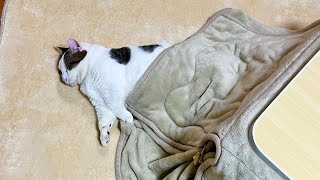 A cat enjoying the New Year's holiday - YouTube