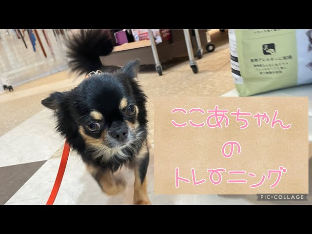 犬の幼稚園】✨ここあちゃんのトレーニング✨ - YouTube