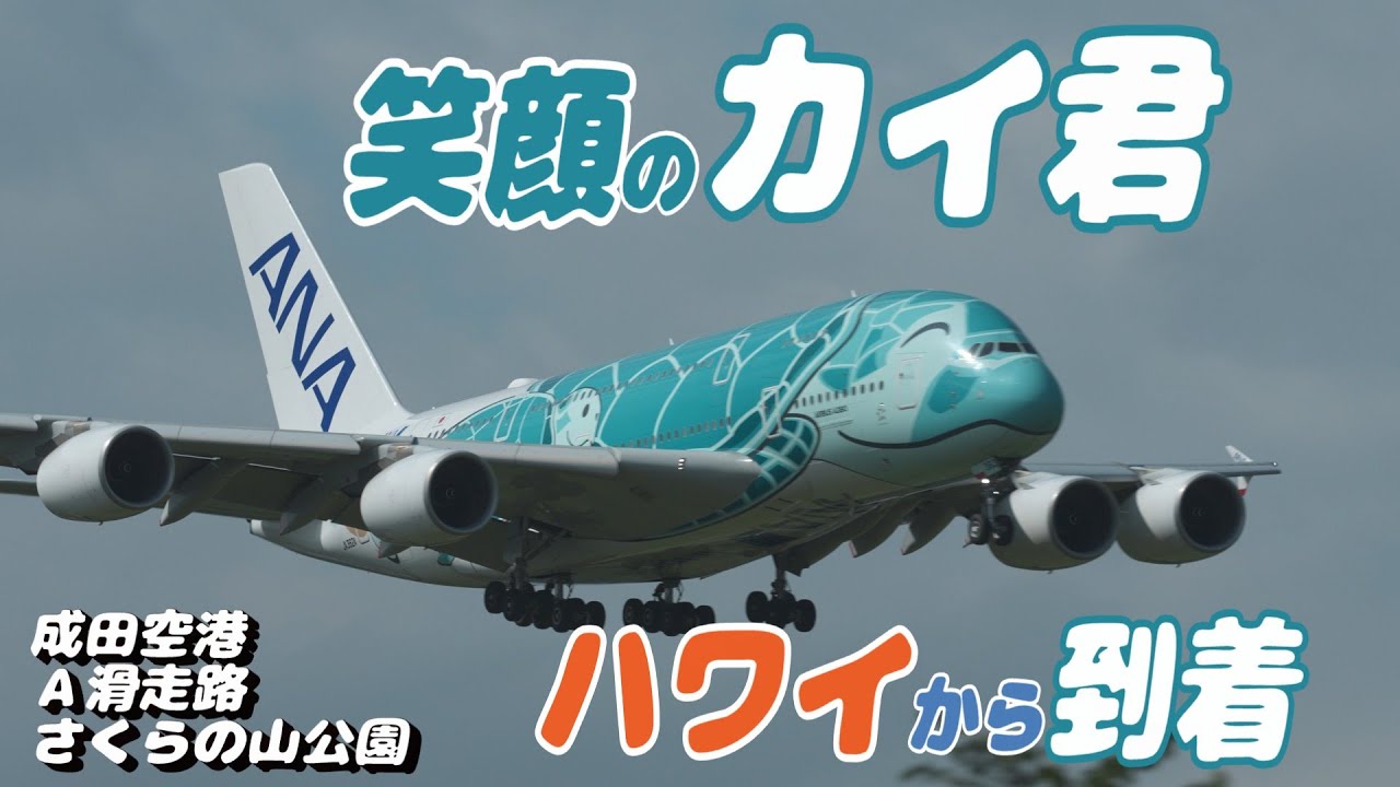 新型フライングホヌ／グリーン カイ君 約30cm 全日空商事 A380 ANA
