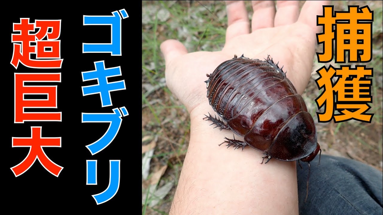 世界最大のゴキブリ『ヨロイモグラゴキブリ』を捕まえる