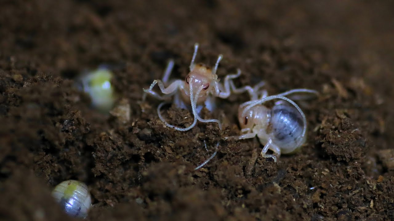 Sia ferox baby was born - YouTube