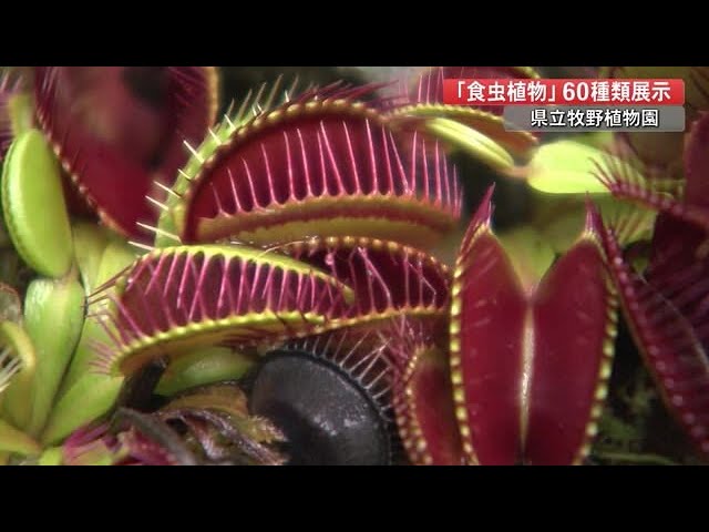 食虫植物を観察しよう！ミジンコをひゅっと吸い込む植物も「虫になり
