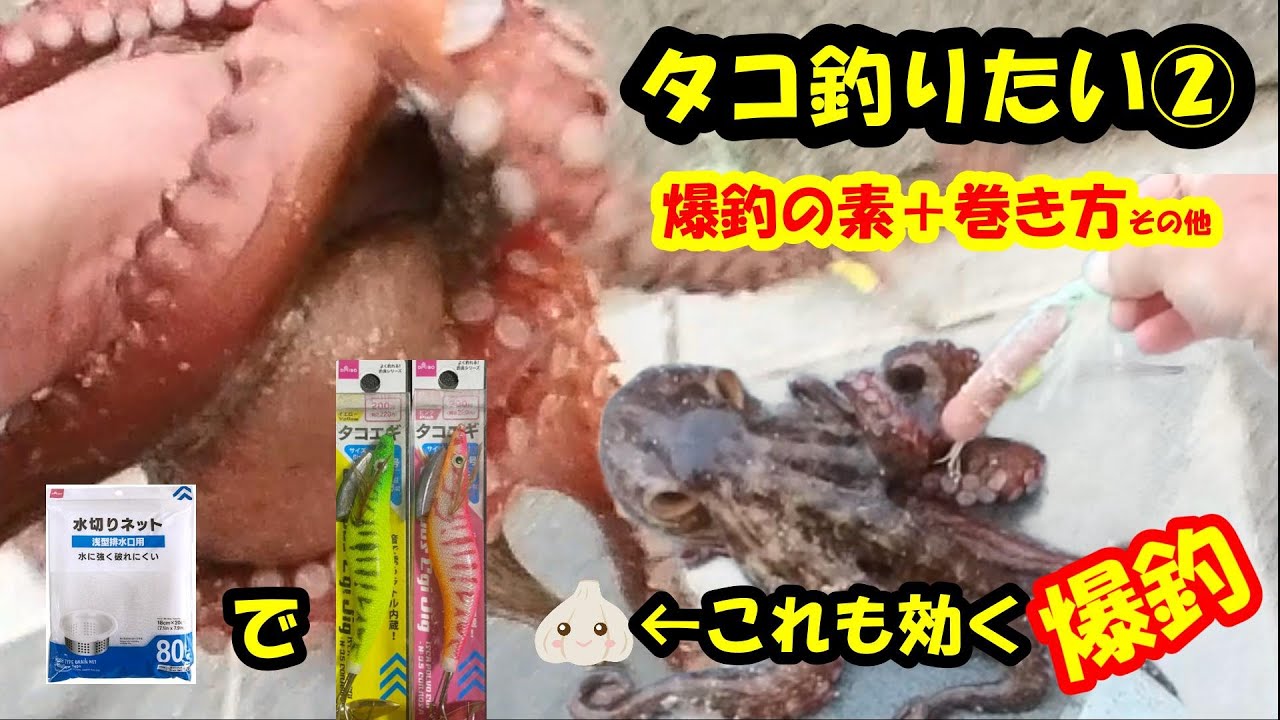 タコ釣り】これ爆釣でいいですか？シーズン初キロダコ降臨 - YouTube