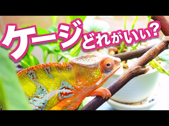 Chamber カメレオンボックス 80×45×45cm Chamber カメレオンボックス