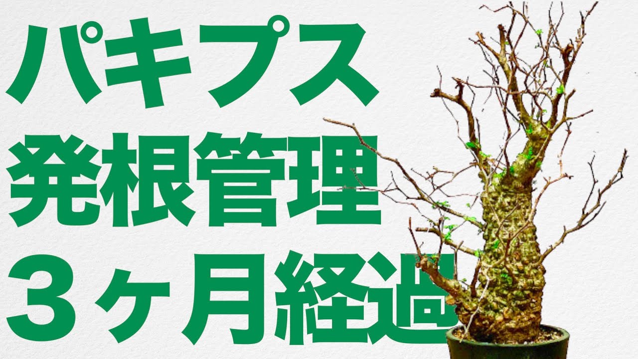 塊根植物】オペルクリカリア・パキプスの発根管理、3ヶ月経過で