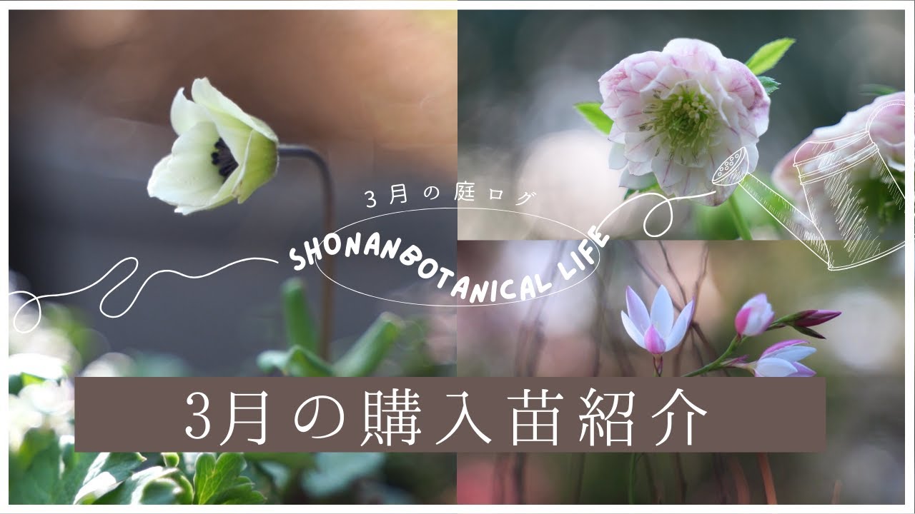 春のガーデニング】3月の購入苗紹介｜加藤農園よりお迎えした