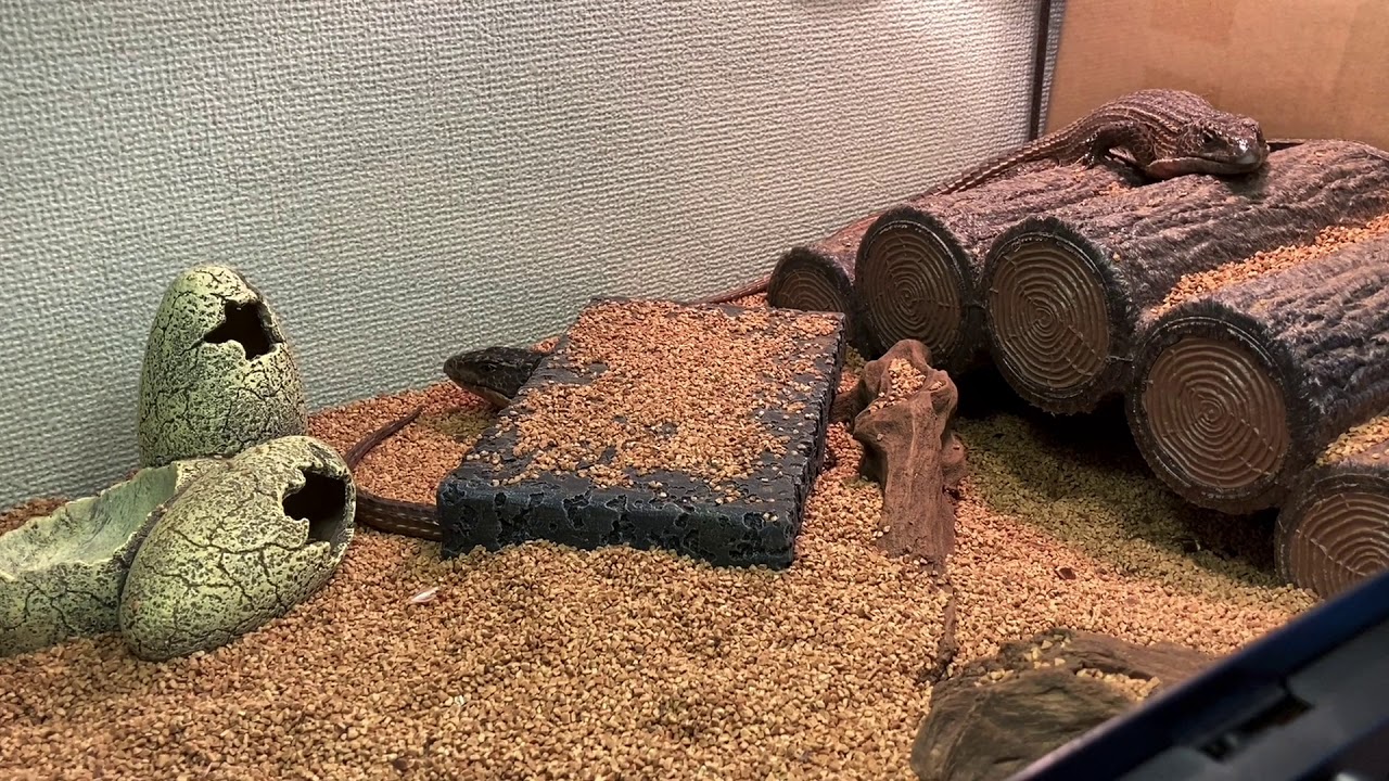 Introducing my home environment for raising giant plate lizards