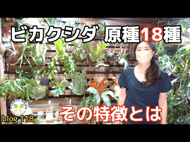 Answering your request💡] Explaining the original strains in my