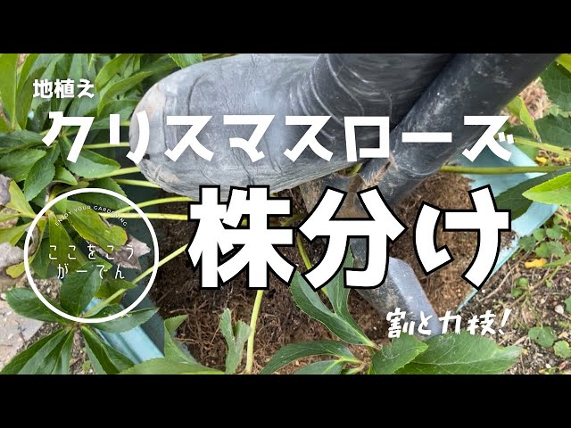 It's a pretty powerful technique! [Dividing Christmas roses into