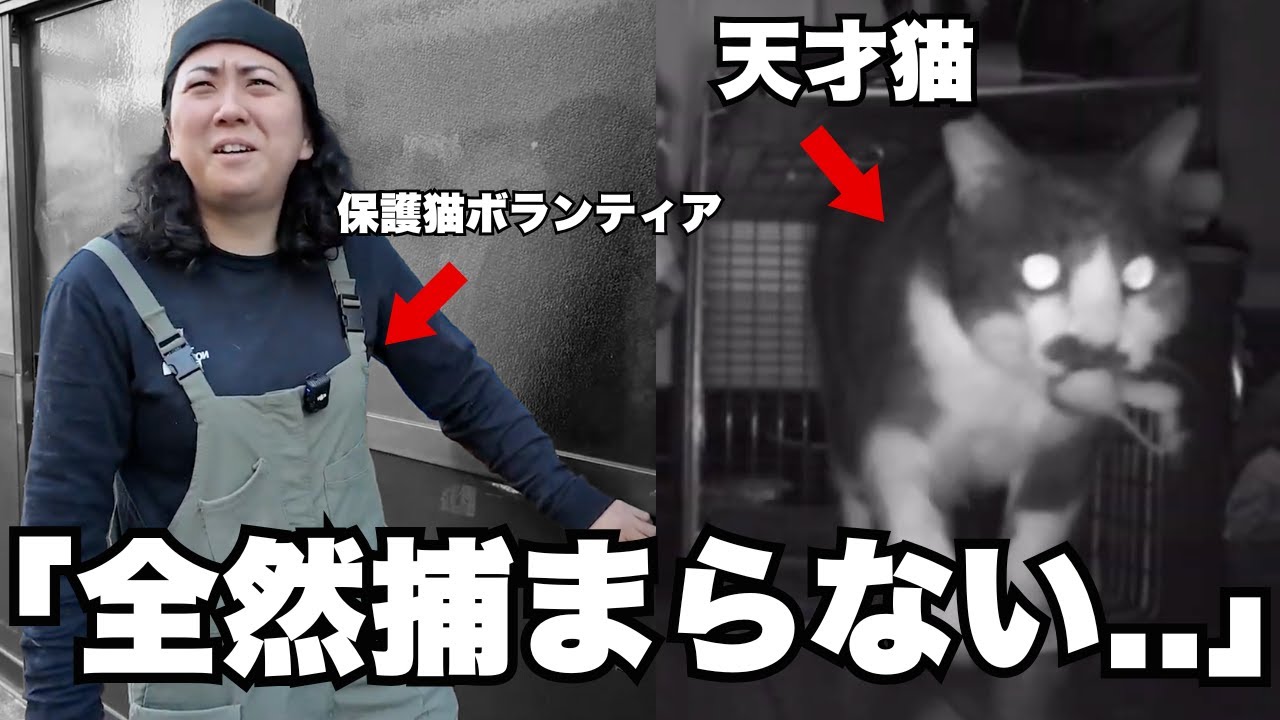 Spying through traps] Cat rescue volunteers have a tough time with