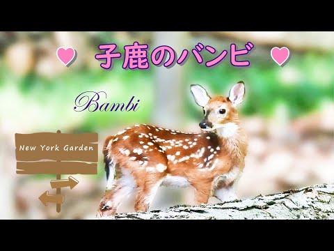 子鹿のバンビはかわいいな♡ ～Bambi is so cute～ - YouTube