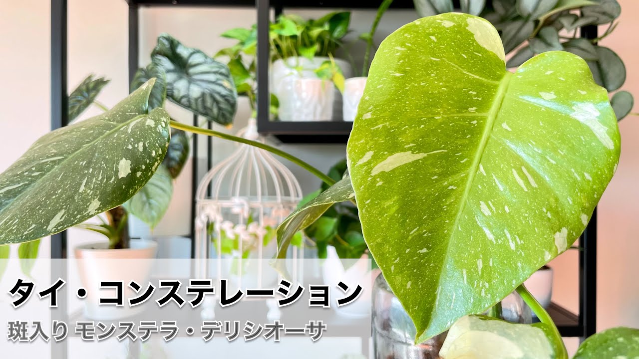 斑入りモンステラ(カッティング)購入後の管理方法。タイ・コンステ