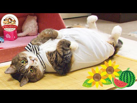 伝説の巨体ネコ】体重11kg ぴやくんの夏休みダイエット！バレエや