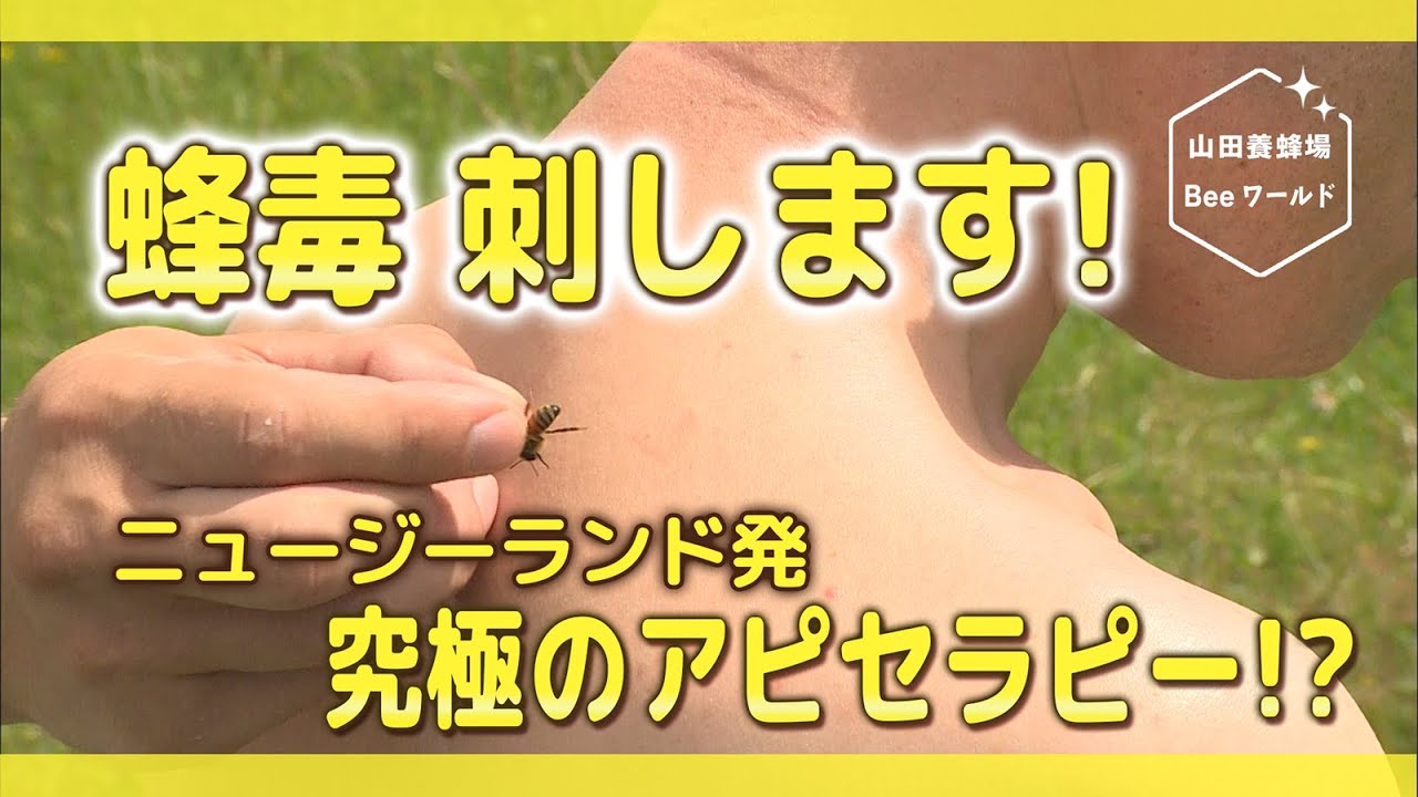 蜂毒をあえて刺す？｜ニュージーランド発アピセラピー最前線！【山田