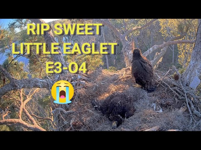 💔Heartbreaking E3-O4 passed away 😭 RIP little eaglet | Kisatchie