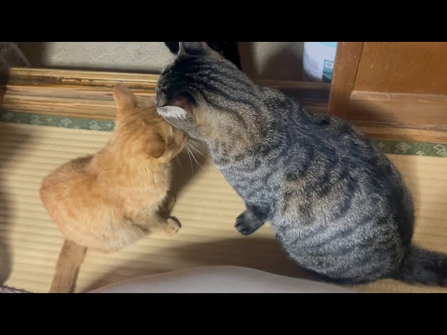 好きみたい Like Real Siblings - YouTube