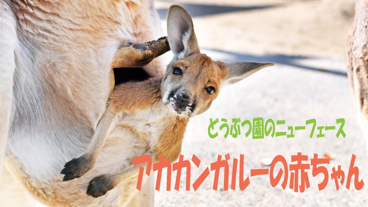 どうぶつ園のニューフェース アカカンガルーの赤ちゃん - YouTube