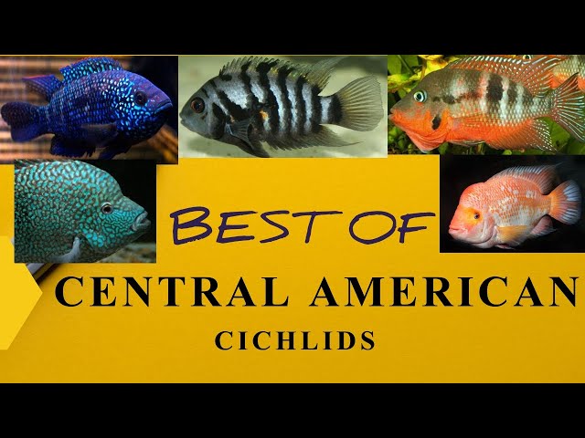 Central American cichlid: Most popular - YouTube