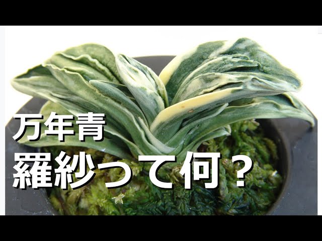 羅紗おもとって何？】羅紗の魅力 羅紗の代表品種、力和(りきわ)の1年生