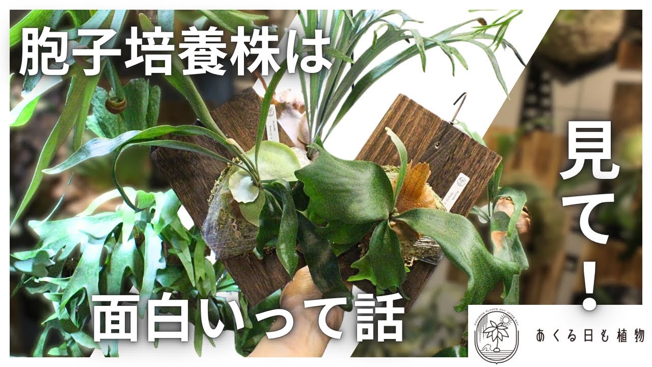 胞子培養株を見ていってください！！楽しいので！！！ - YouTube