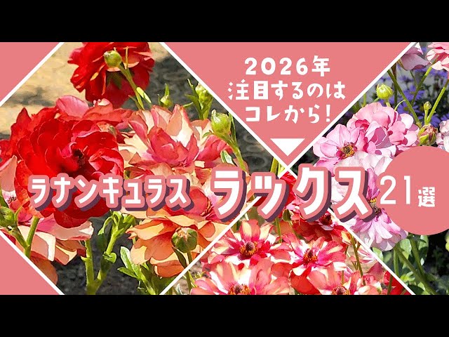 Gardening] Ranunculus Lux! This is what you should plant this year