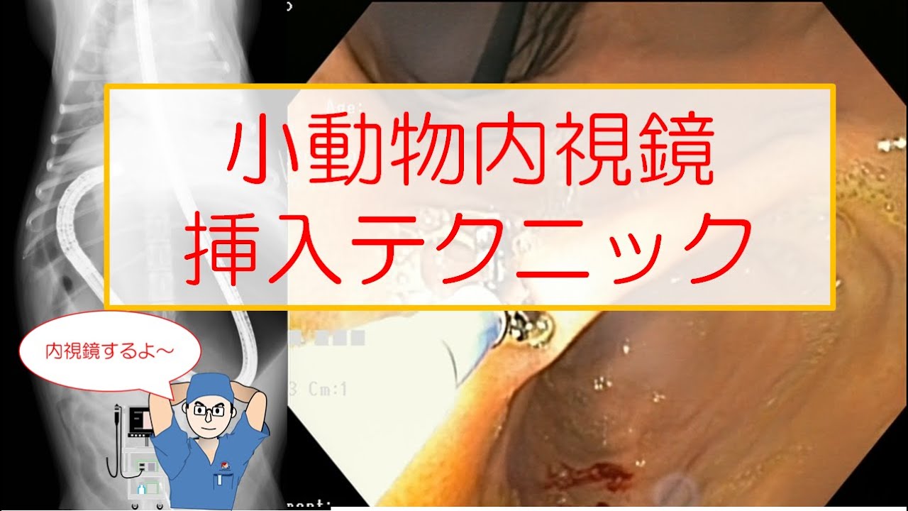 小動物内視鏡 挿入テクニック - YouTube