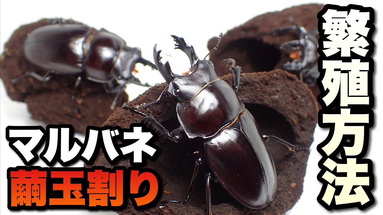 It takes 2 years for the mysterious stag beetle to emerge. From