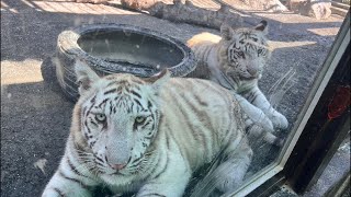 世界トラの日ガイド 東武動物公園 公式YouTubeチャンネル - YouTube