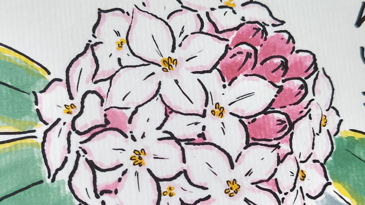 絵手紙始めました 32沈丁花 picture letter 32 Daphne odora - YouTube