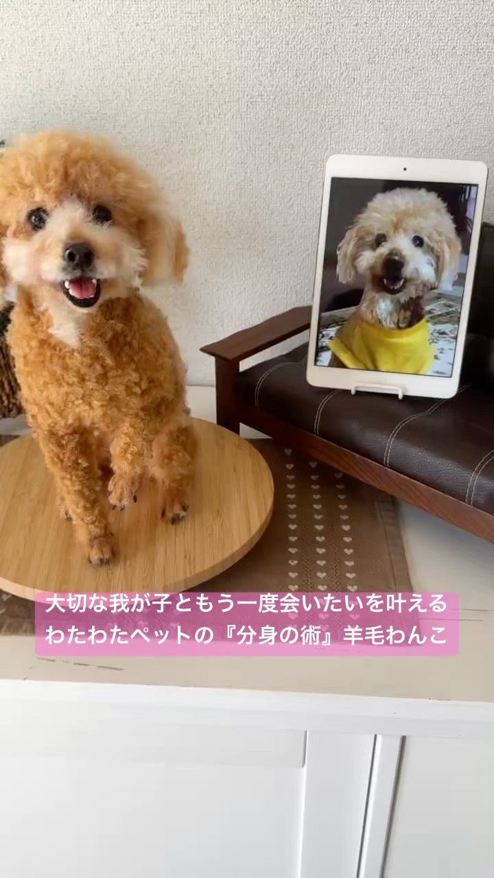 わたわたペットwatawatapets - YouTube