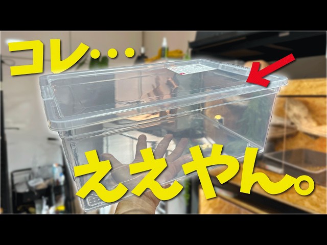 A 300 yen miracle! I'm reviewing Daiso's new shoe case, which
