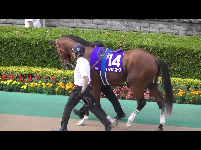 2018 Impact incident in Japanese horse racing - YouTube