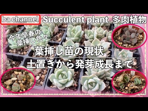 227 {Succulents} Leaf Cuttings - Current Status 🌱 From Soil