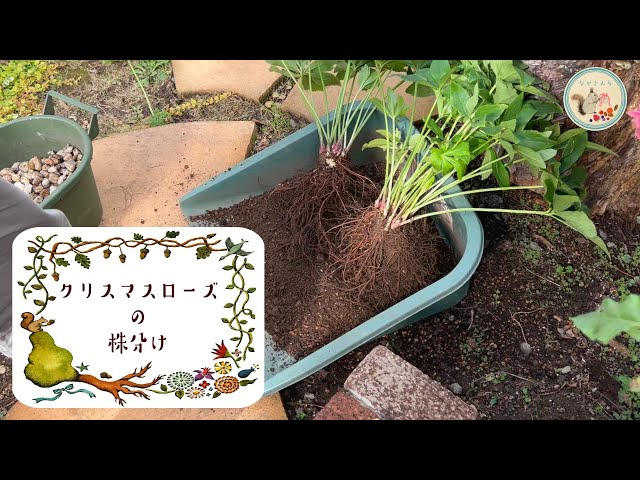 メンテナンス] クリスマスローズの株分け - YouTube