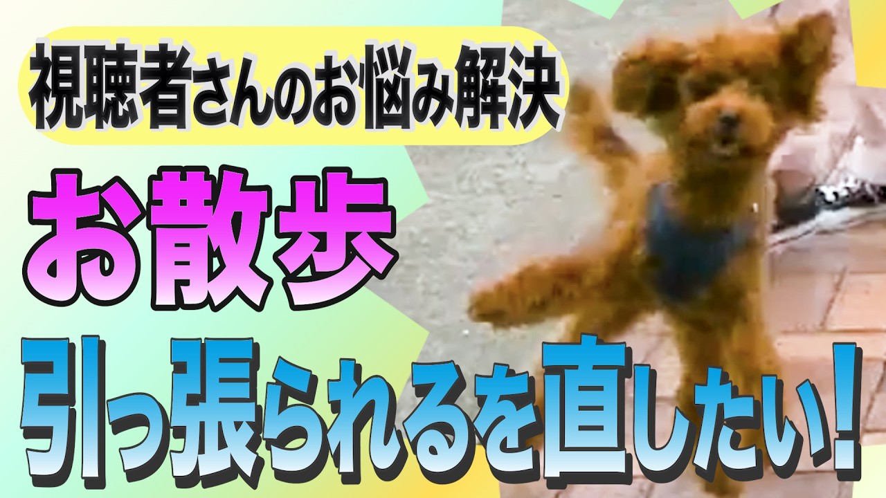 A viewer's beloved toy poodle improved after just one walk. - YouTube