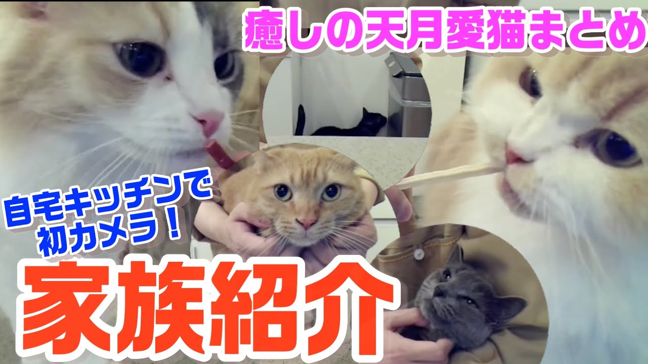 企画雑談🐈】猫の日！我が家の最強猫写真決定戦！！〜お酒も飲むよ
