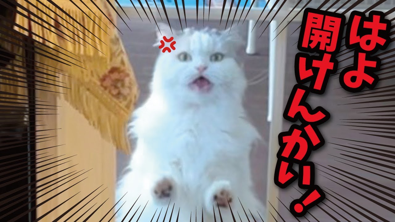 Today, the extremely selfish kitty is furious again. - YouTube