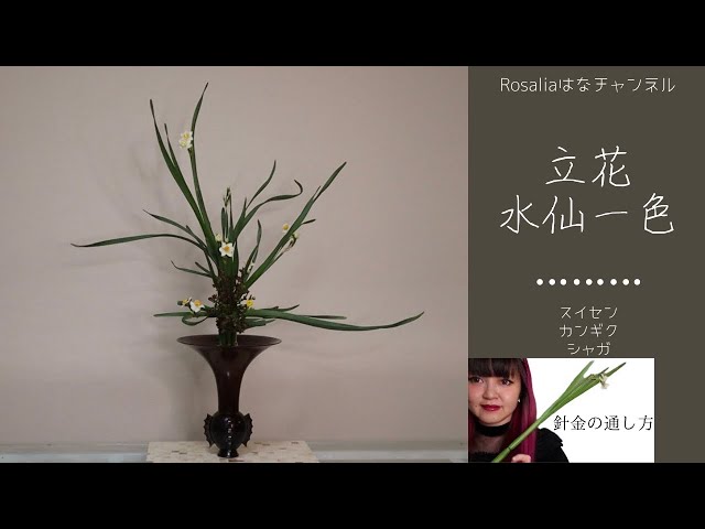 池坊【いけばな Ikebana】冬にいけたい『立花 水仙一色』慣れれば簡単
