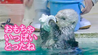 ラッコ キラちゃん おもちゃを持ってポーズをとります【鳥羽水族館