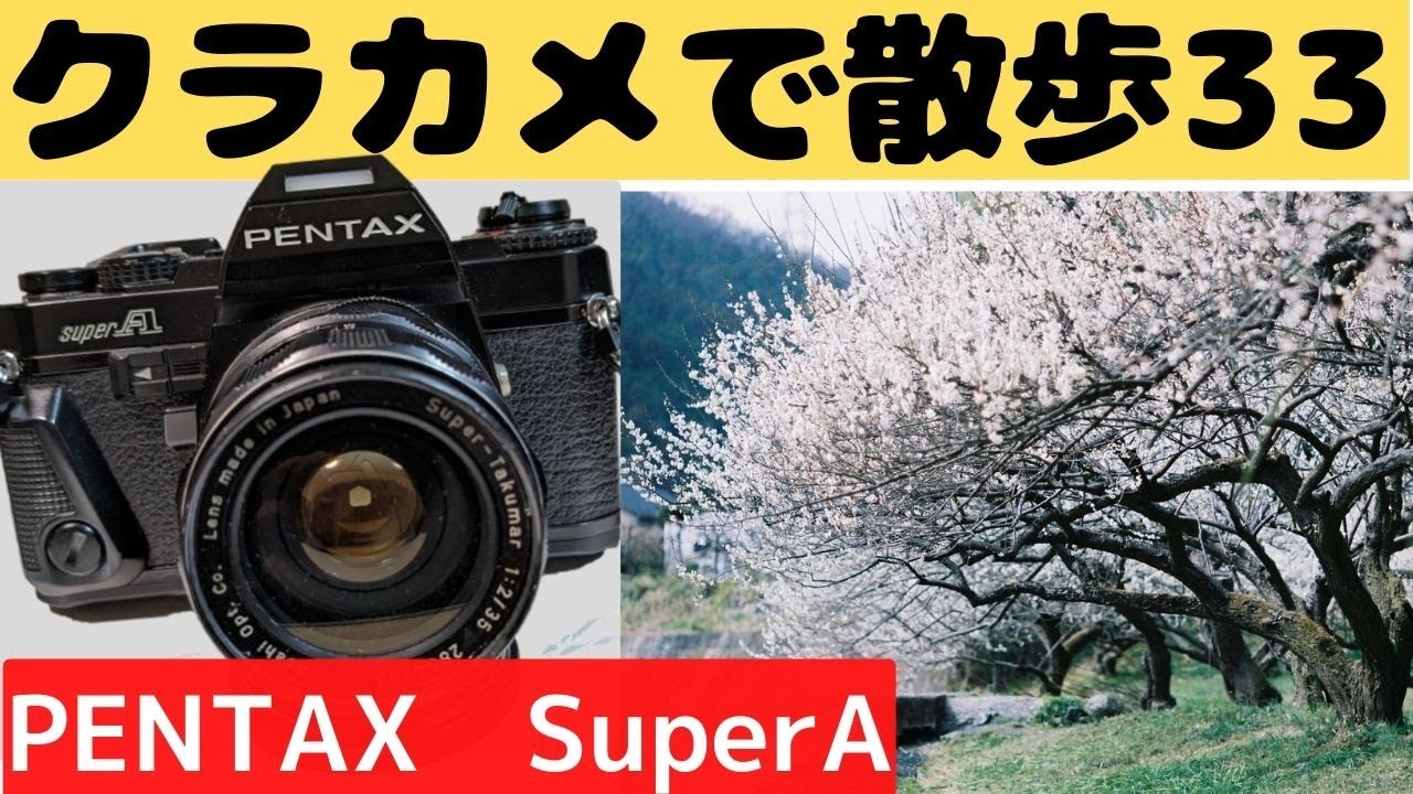 S005】マルチモード一眼レフ「PENTAX SuperA」を持って「越生梅林」を